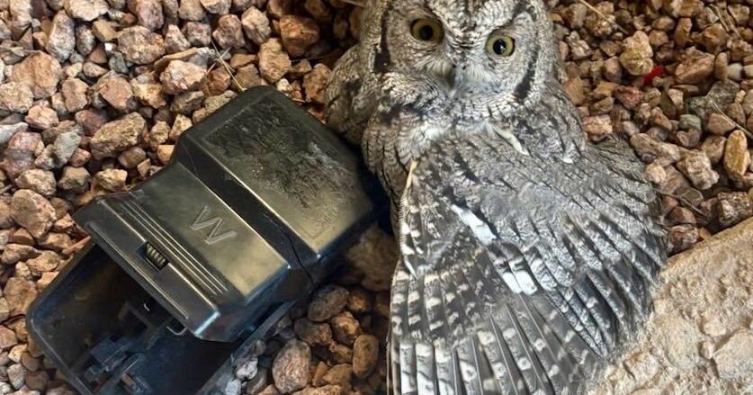 Owl released back into the wild after Tucson Wildlife Center removed it from snap trap
