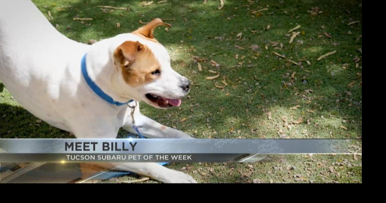 Tucson Subaru's Pet of the Week: Playful pup Billy