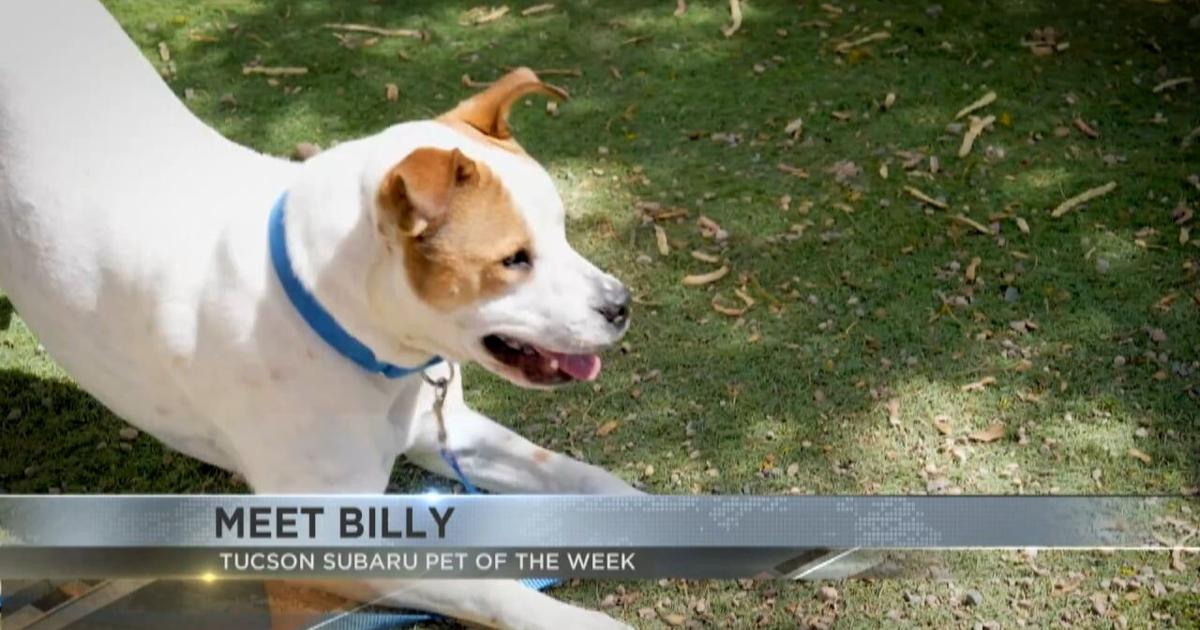 Tucson Subaru's Pet of the Week: Playful pup Billy