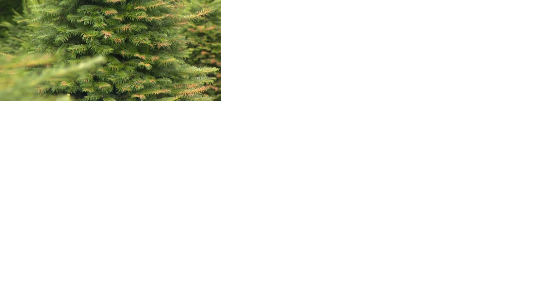 How you can prevent Christmas tree fires this holiday season - Vimarsana News