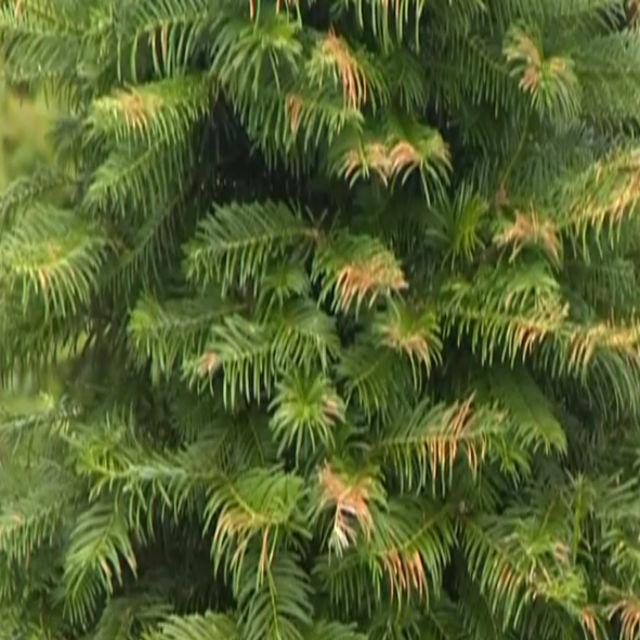Where To Dispose Of Christmas Tree Tucson 2022 Residents Can Recycle Their Christmas Tree As The Season Comes To An End |  Highway | Kvoa.com