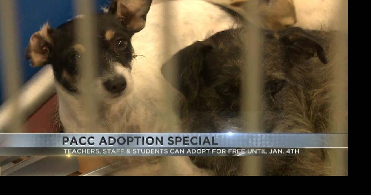 PACC adoption special for Tucson teachers, students and school staff ...