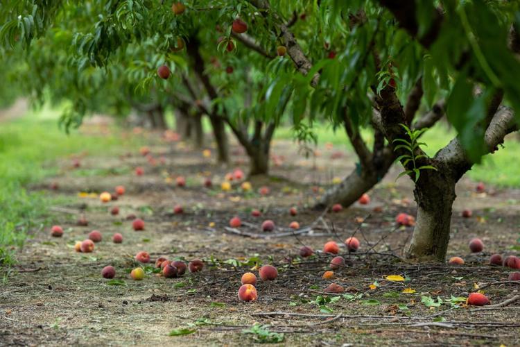 the Peach State, is out of peaches. Here’s why, and how locals