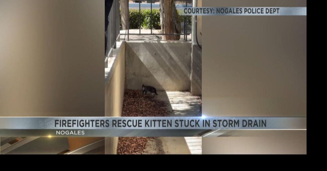 Nogales firefighters rescue kitten stuck in storm drain | Video | kvoa.com