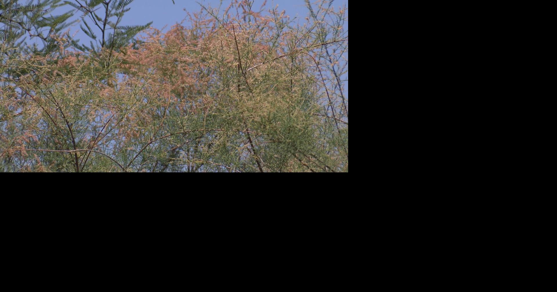 Salt cedar trees fuel Bryce Fire in Graham Co.; invasive species in ...