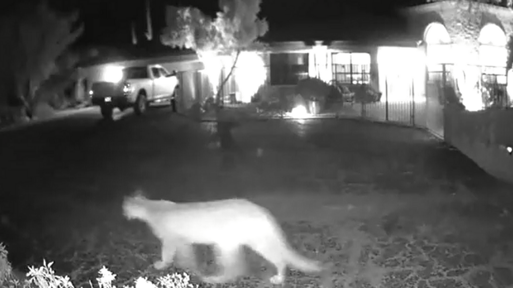 Mountain lion caught on camera chirping to cubs News