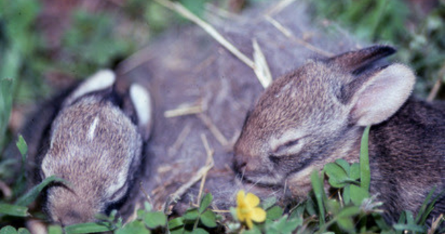 Leave baby wildlife alone, warns Arizona Game and Fish | Arizona News