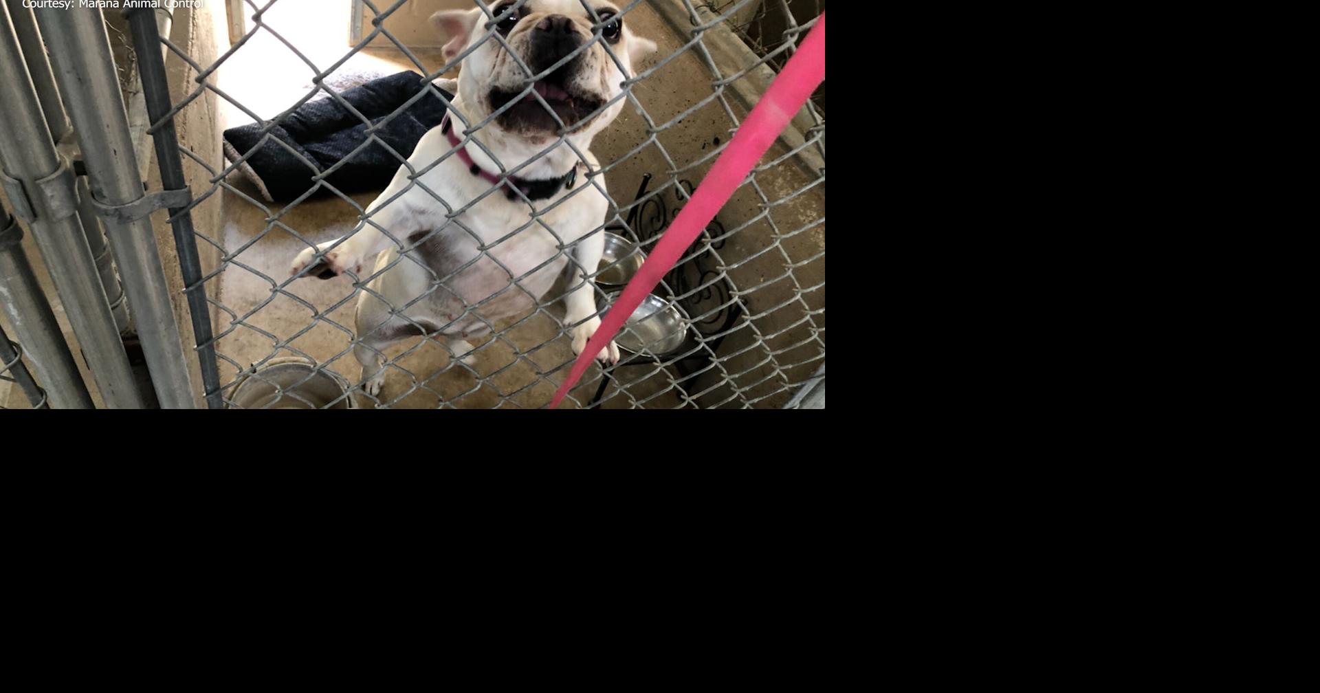 N4T INVESTIGATORS Marana Animal Control releases images from