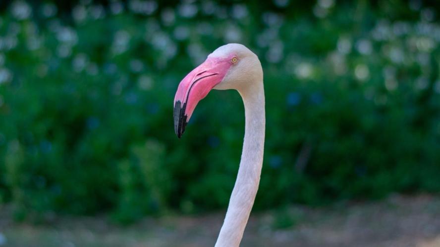 Phoenix Zoo animals lonely due to lack of visitors | Coronavirus Phoenix Zoo animals lonely due to lack of visitors | Coronavirus