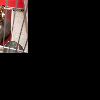 Pima Animal Care Center Offers Free Crates and Dog Beds with Dog Adoptions | News