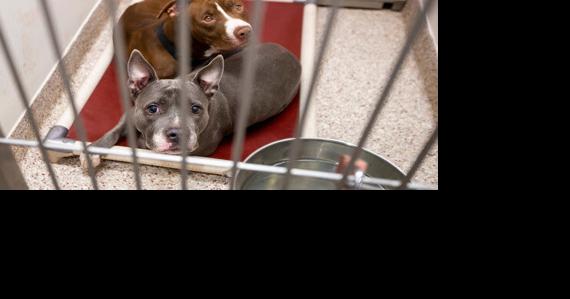 Local Tucson shelter offering new incentives to help get animals adopted - Vimarsana News