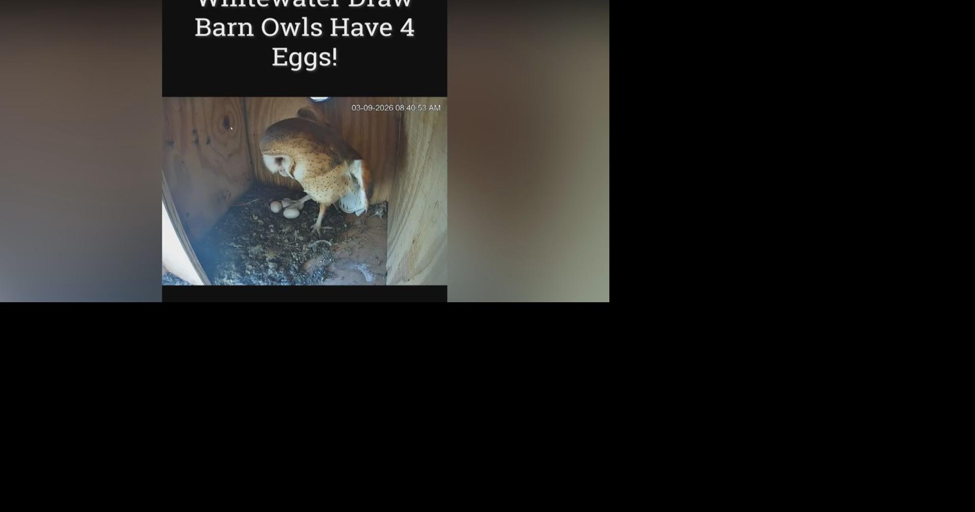 Wildlife egg-citement: Whitewater Barn owls lay four eggs