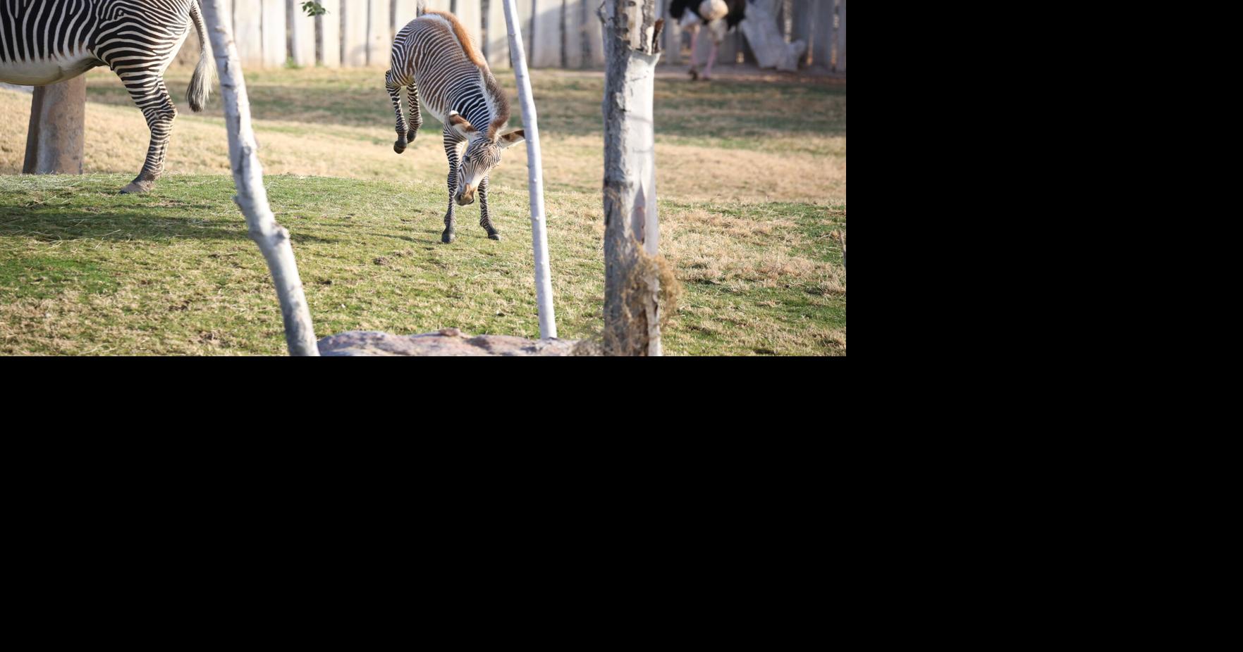 Zebra ran into a fence, broke neck | Zoology | kvoa.com