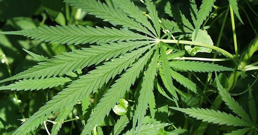 The University of Arizona says they are trying to empower and inform students on cannabis - Vimarsana News