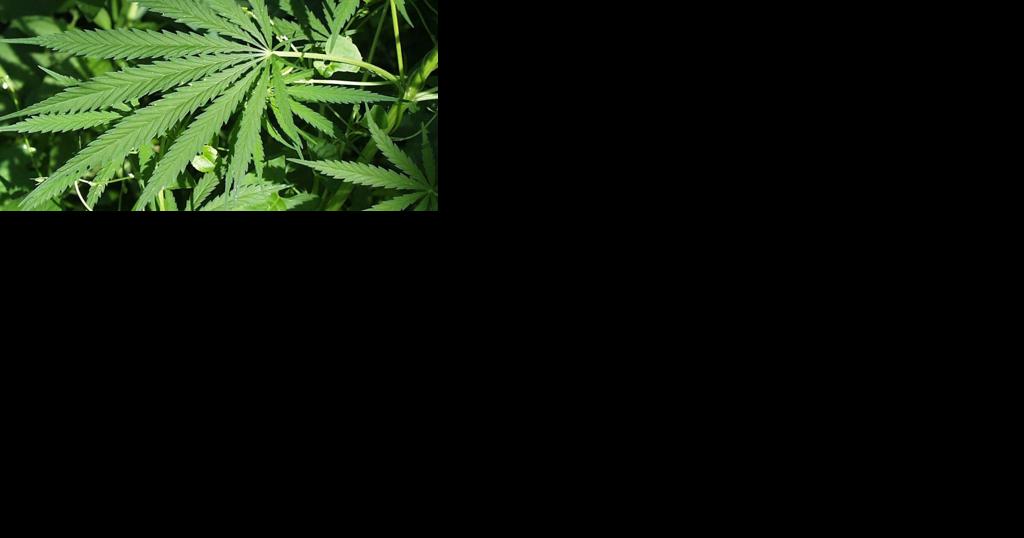 The University of Arizona says they are trying to empower and inform students on cannabis - Vimarsana News