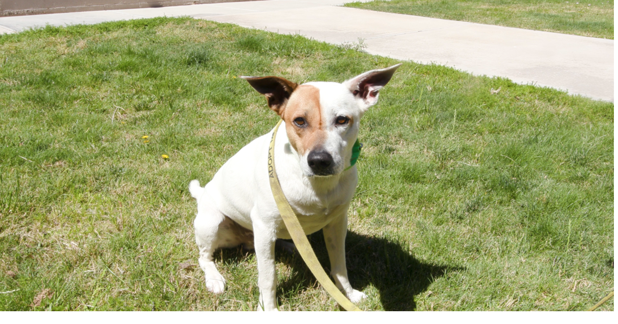 Tucson Subaru Pet of the Week: Shy but sweet Jerry