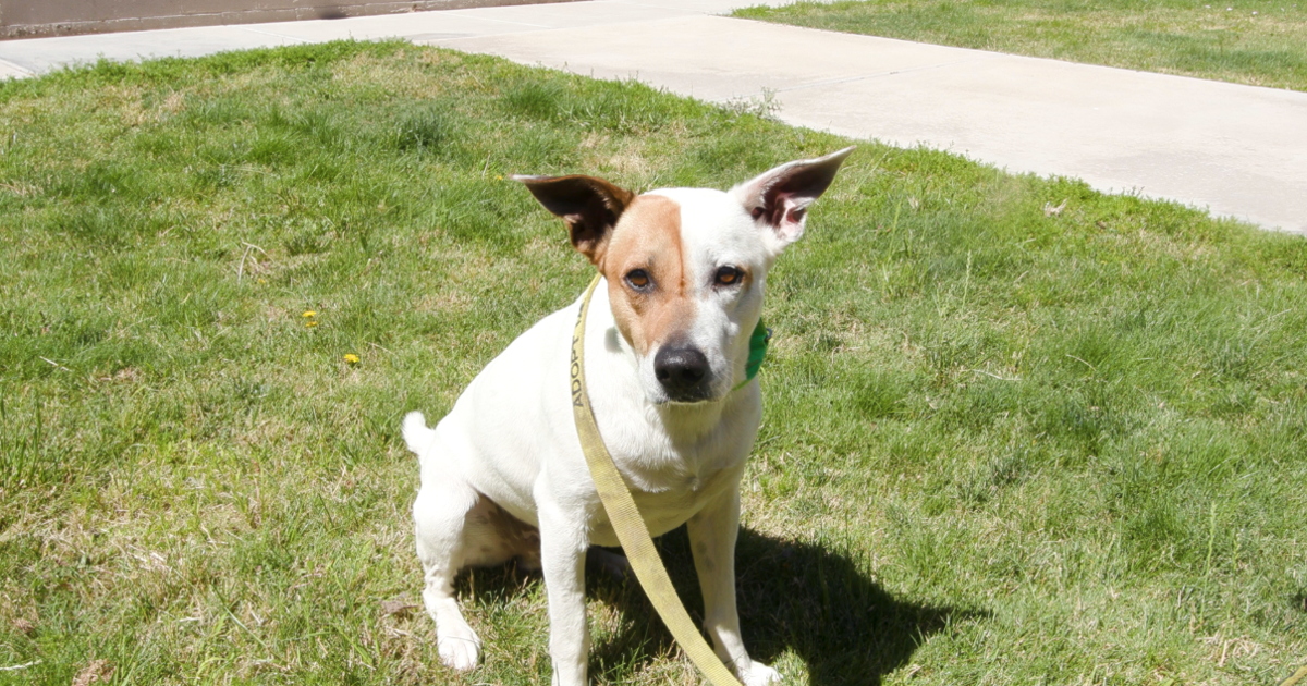 Tucson Subaru Pet of the Week: Shy but sweet Jerry
