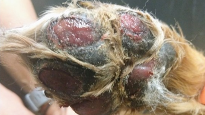 Dog burned paws hot pavement cheap