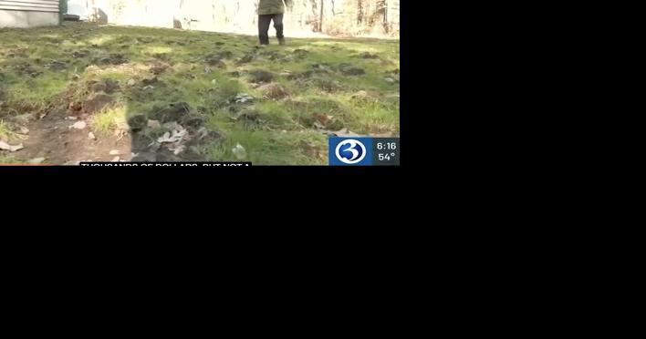 Escaped pigs causing thousands of dollars in damage for Connecticut residents - Vimarsana News