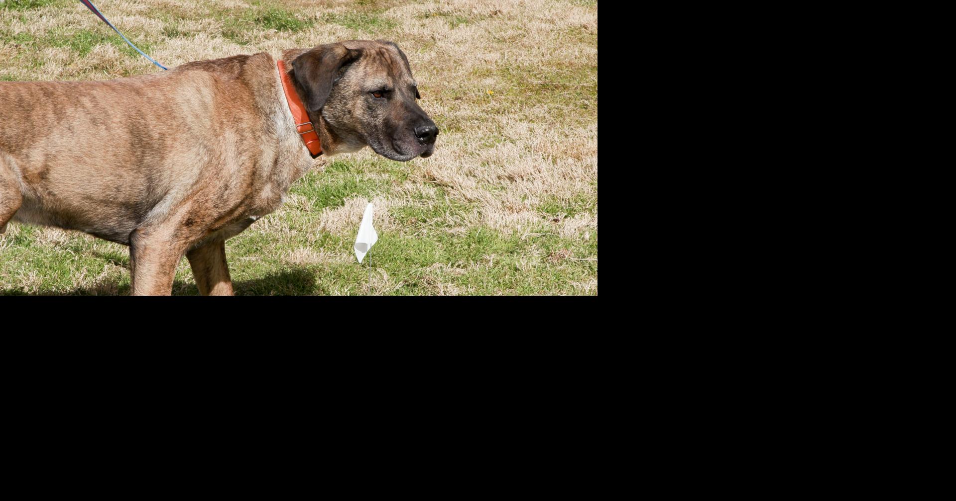 Pet of the Week: Adopt Ares, Tucson’s lovable 6-year-old Mastiff needs a home | Tucson Subaru’s Pet of the Week