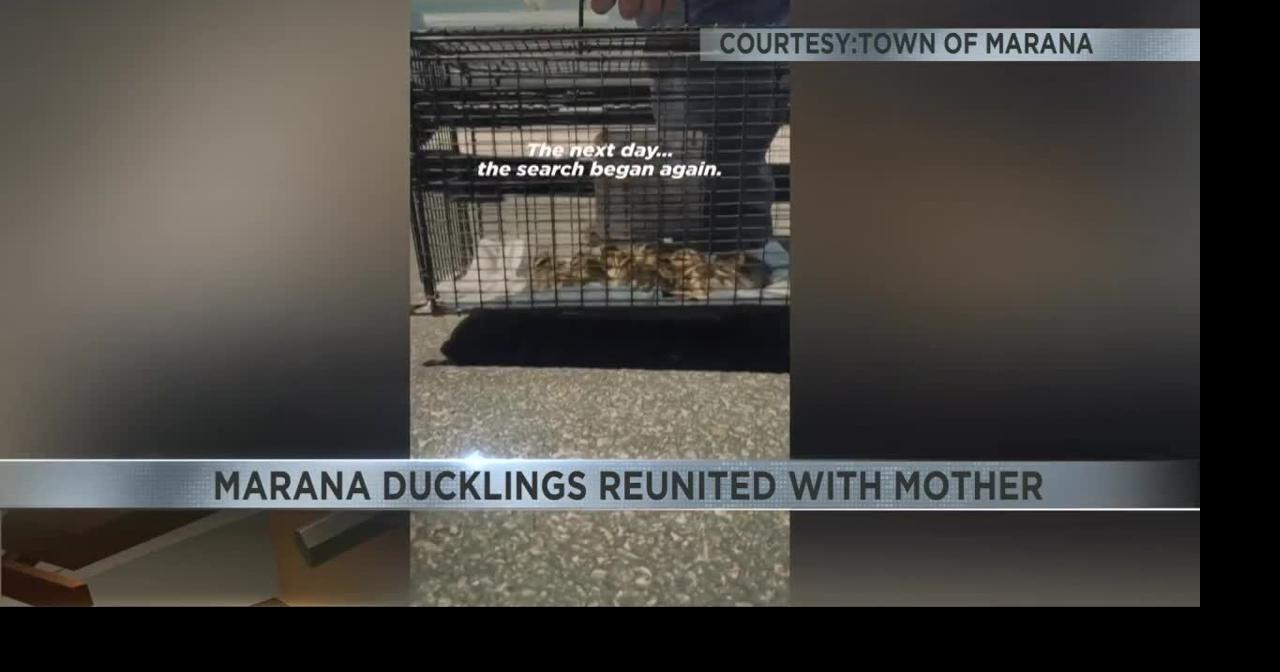 Marana crews rescue 10 ducklings trapped in storm drain | Video | kvoa.com