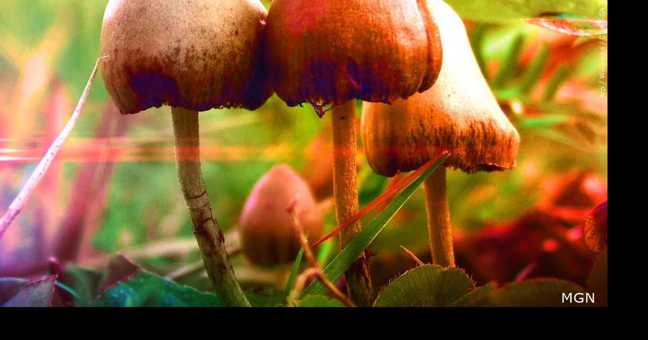 The goal of treating mental health with mind altering mushrooms is facing the reality of Arizona's budget deficit