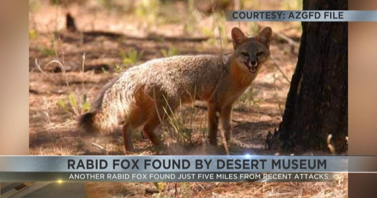 Wild fox captured by Desert Museum tests positive for rabies