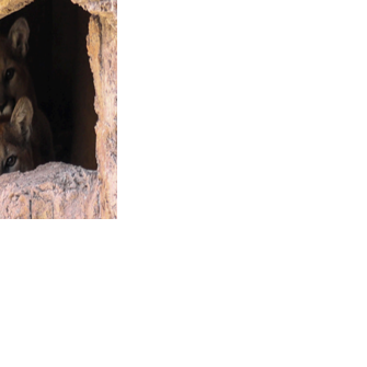 Rescued mountain lion cubs make their debut at Tucson's Arizona-Sonora Desert Museum