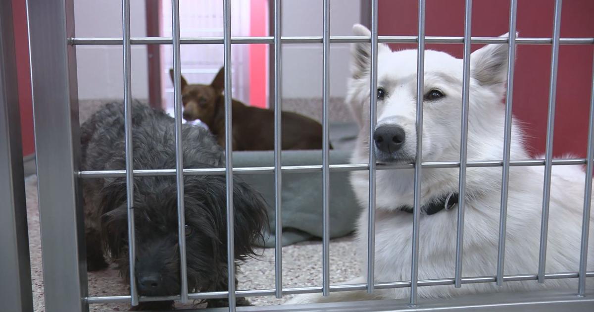 Local Tucson animal shelter is asking for your help | News 