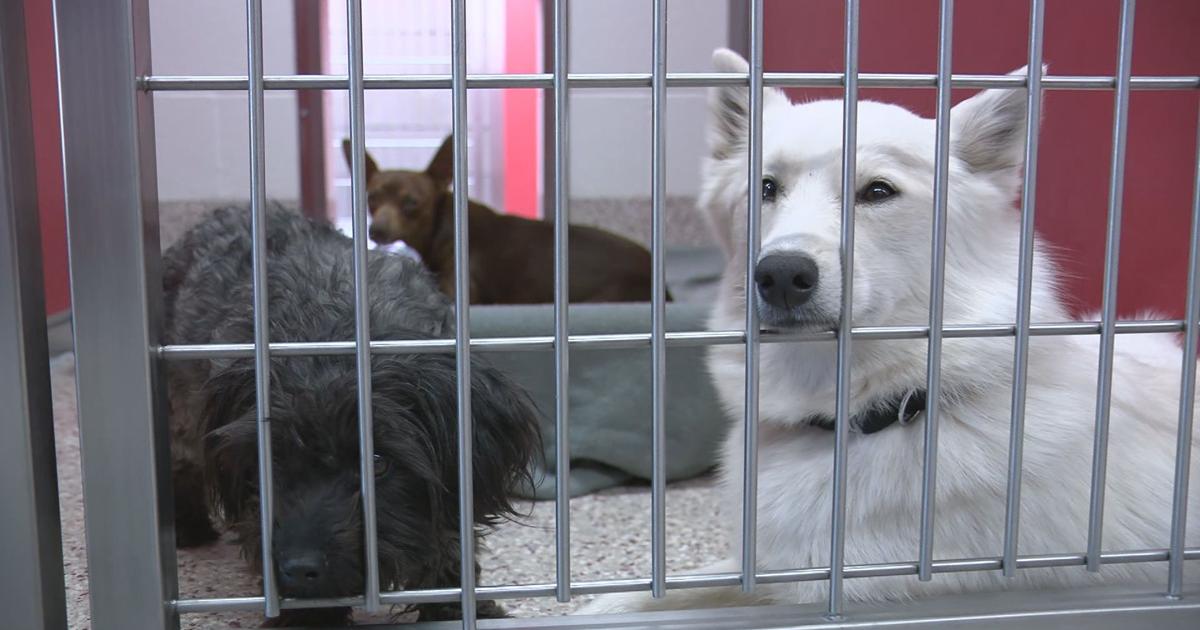 Local Tucson animal shelter is asking for your help | News Local Tucson animal shelter is asking for your help | News