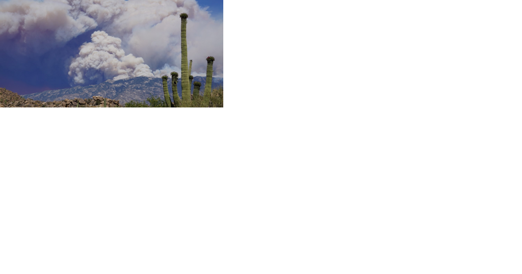 $61M from federal dollars being used for Arizona fire mitigation - Vimarsana News