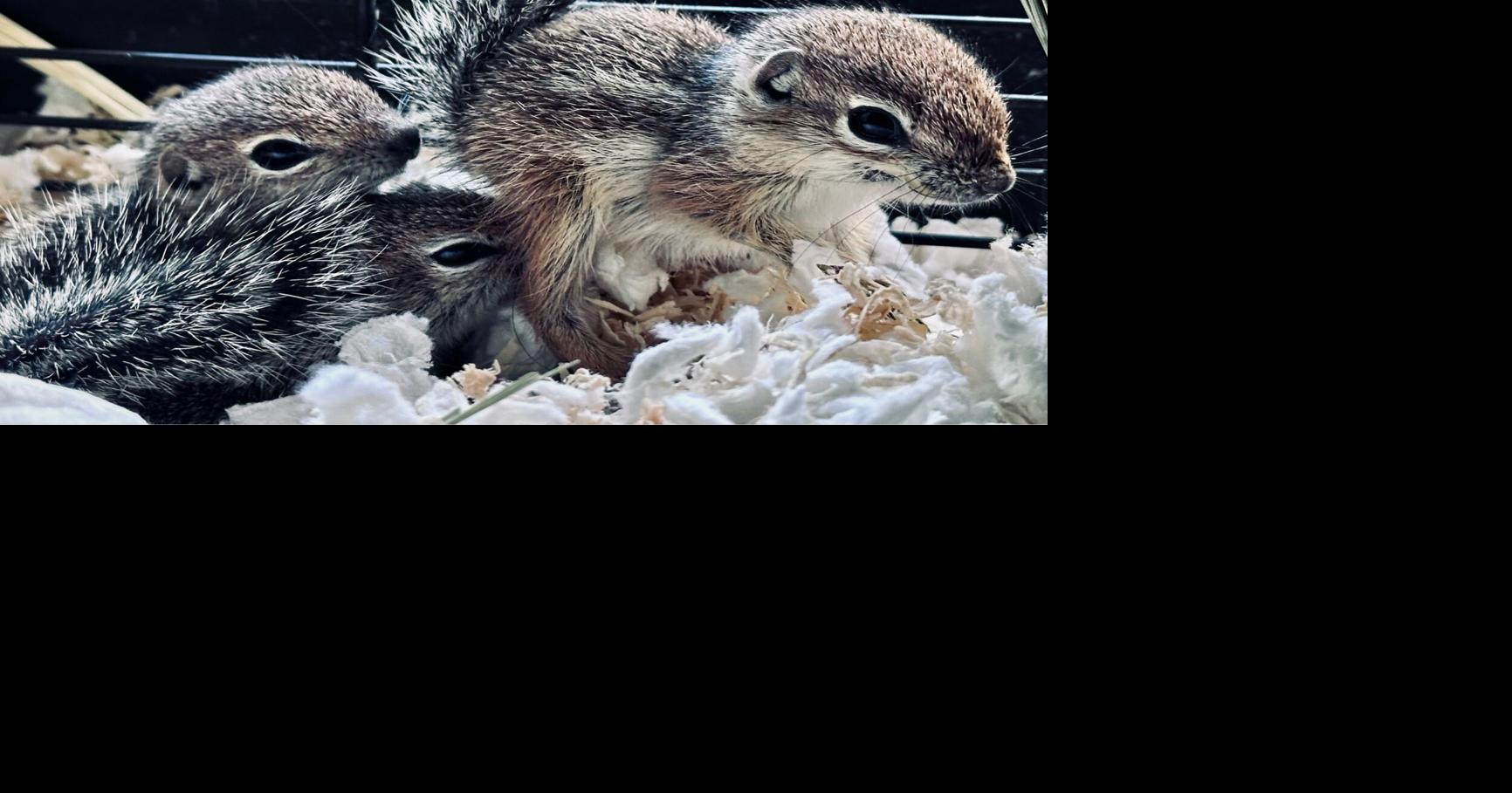Four orphaned squirrels recover at Tucson Wildlife Center