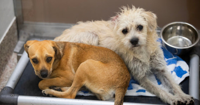 Adopt a pet in Tucson: PACC waives fees to find homes fast | Local News