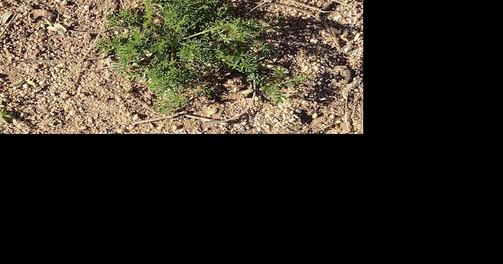 Rain increases toxic stinknet weed growth in Pima County