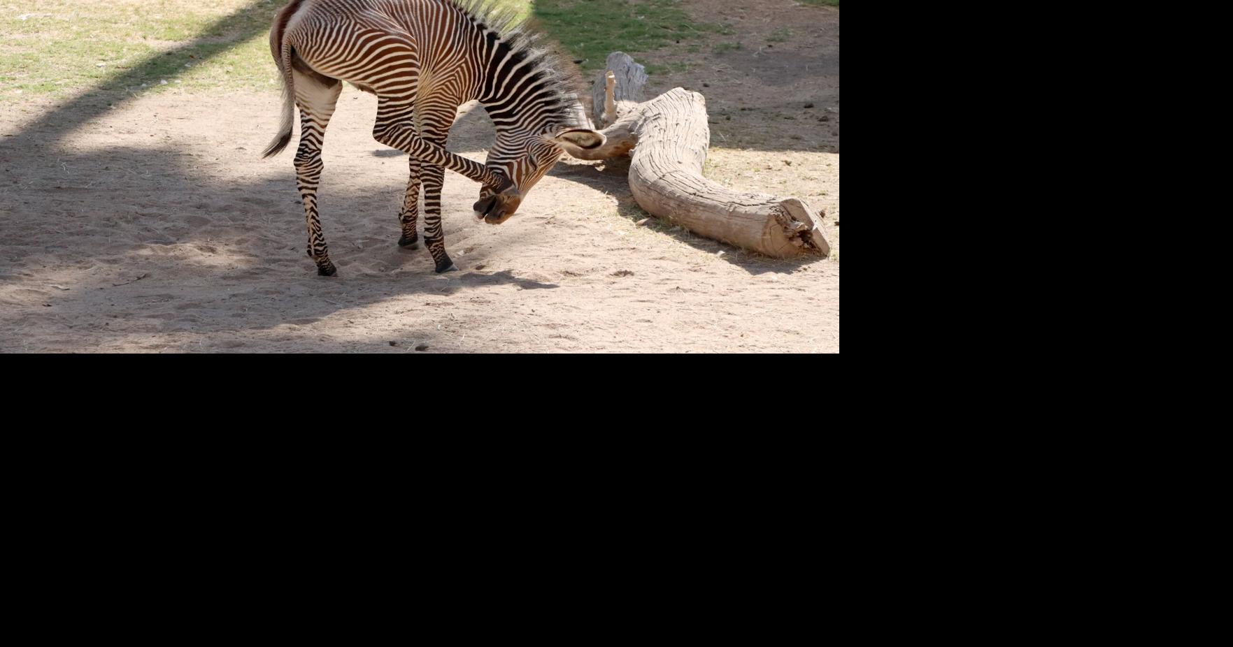 Zebra foal at Tucson's Reid Park Zoo has been officially named | Local ...