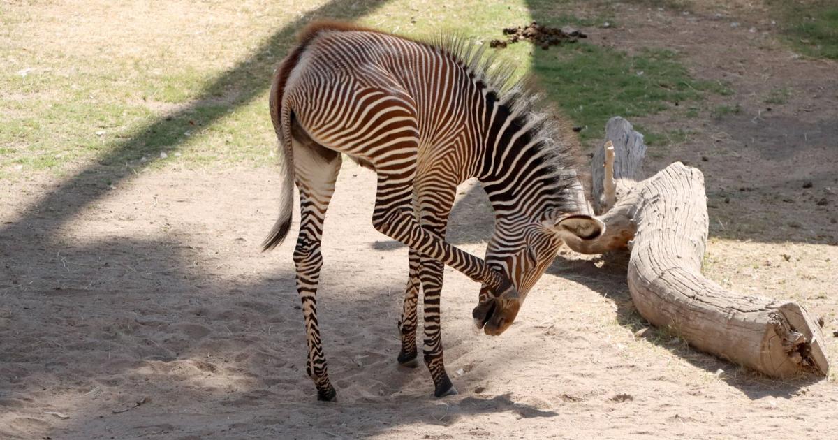 Zebra foal at Tucson's Reid Park Zoo has been officially named | Local ...