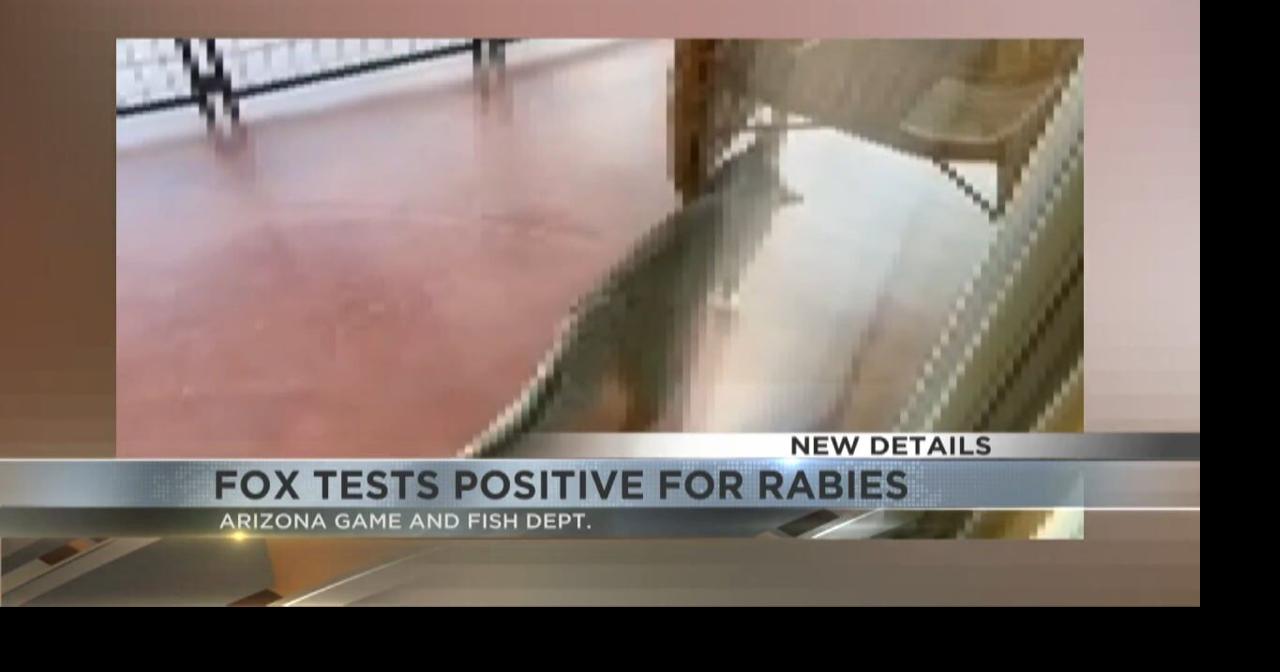 Gray fox euthanized tests positive for rabies after attacking three ...