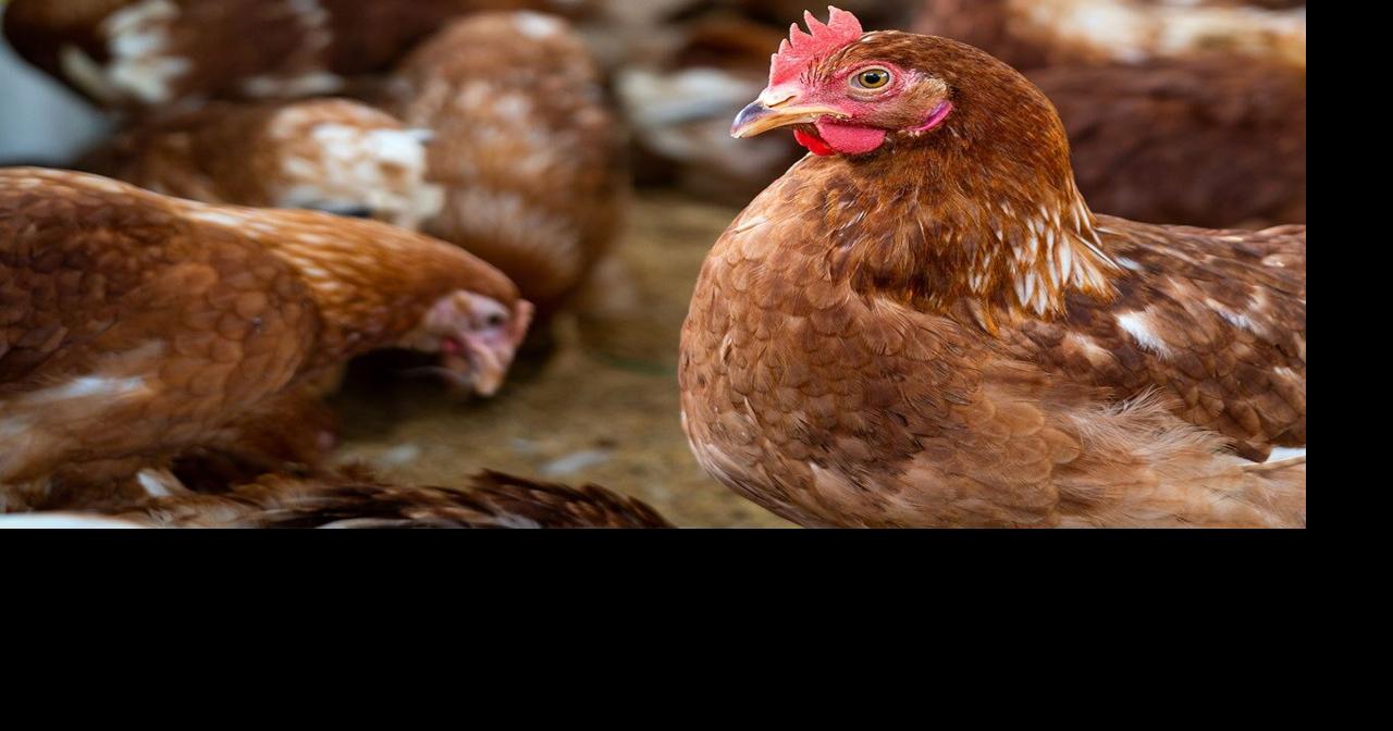 Avian flu detected in Maricopa County poultry farm, safety measures in ...