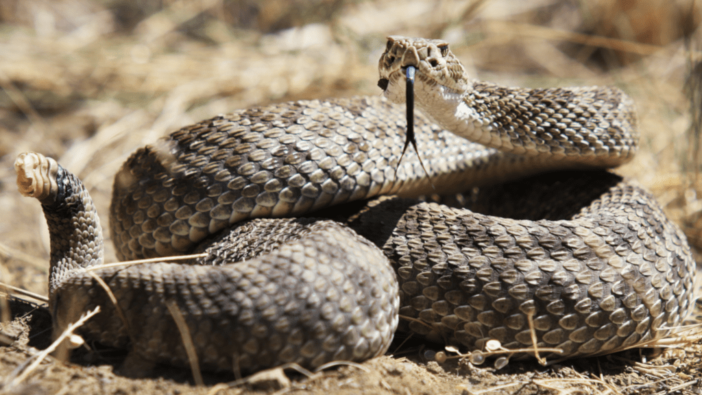 Surprise! Rattlesnake in a toilet