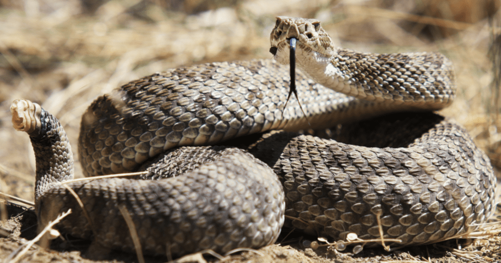 Rattlesnake bite sends person to hospital in Santa Rita