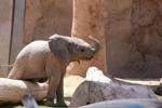 Se ha puesto nombre a una cría de elefante en el zoológico de Reed Park