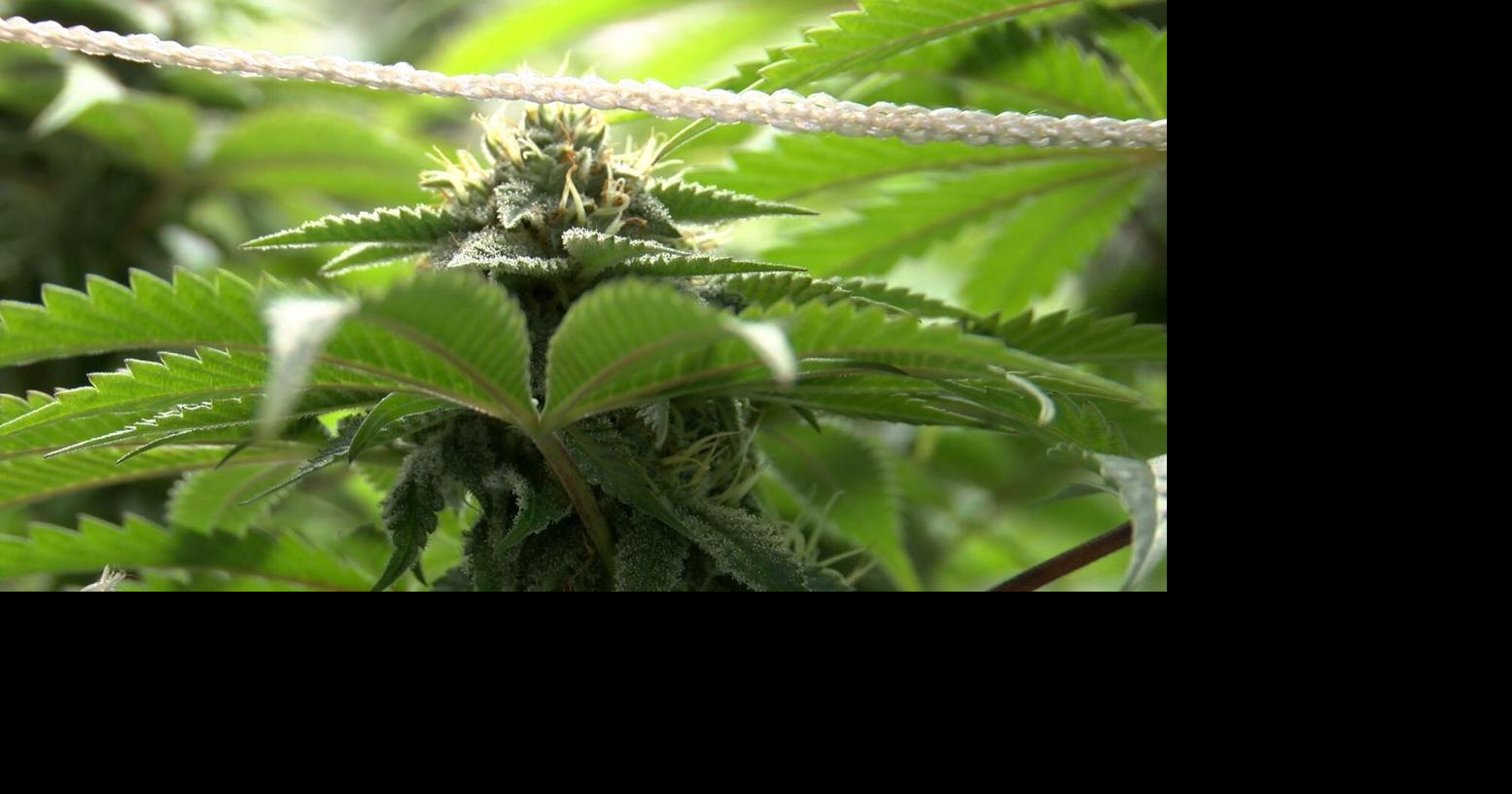 Voluntary recall of some weed products due to possible fungal contamination