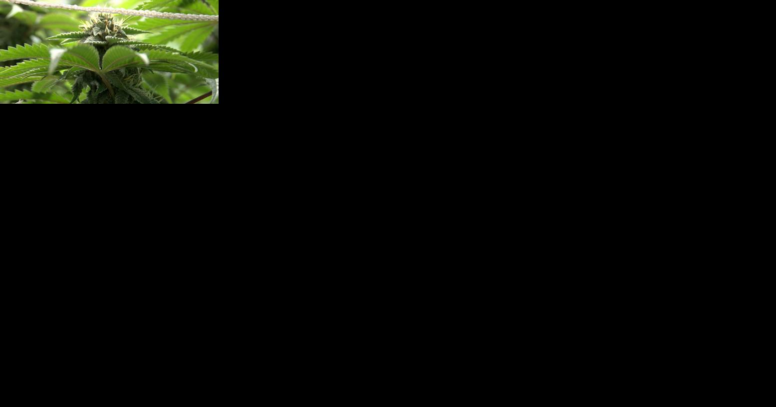 Voluntary recall of some weed products due to possible fungal contamination - Vimarsana News