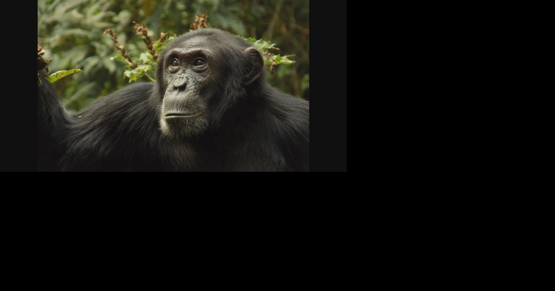 Chimp 'civil war' in Uganda kills 24 after group splits