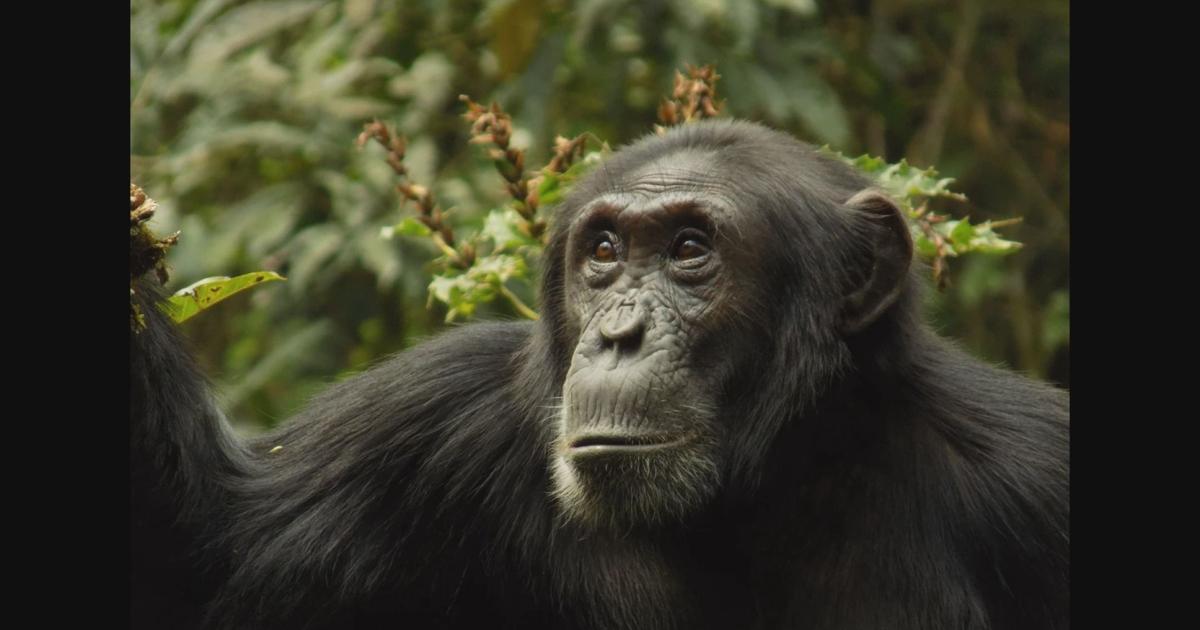 Chimp Riot Chimp 'civil war' in Uganda kills 24 after group splits, U of A ...