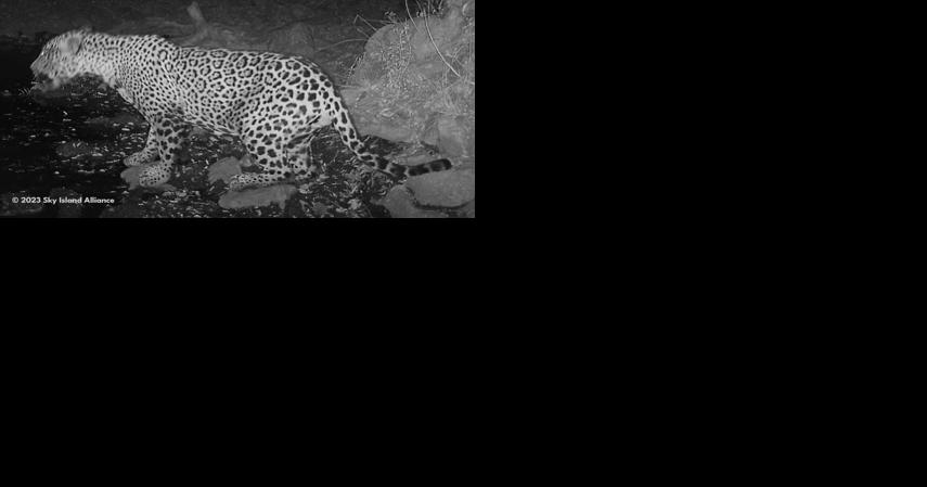 Jaguars spotted in southern Arizona mountains - Vimarsana News