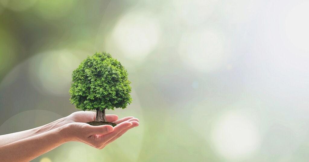 CLIMATE MATTERS: Replanting trees after fires in Arizona - Vimarsana News