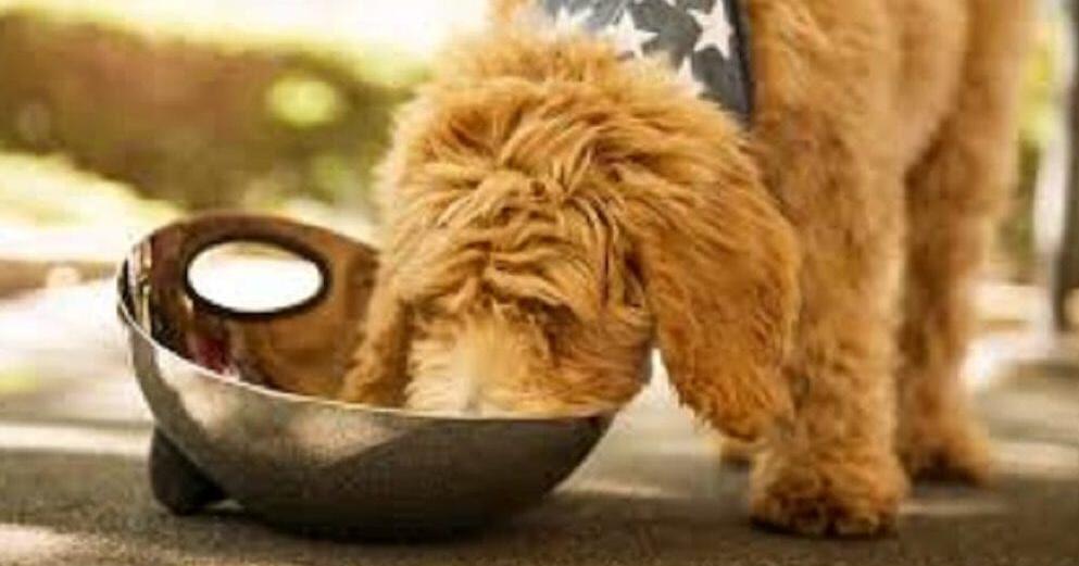 UA's treat game could catch dog dementia years earlier
