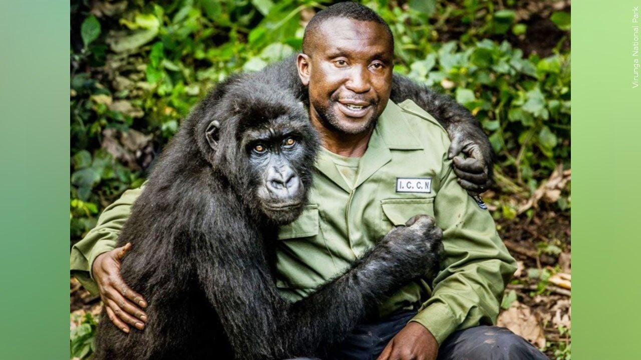 Congo's famous mountain gorilla dies at 14 in Virunga Park | News | kvoa.com