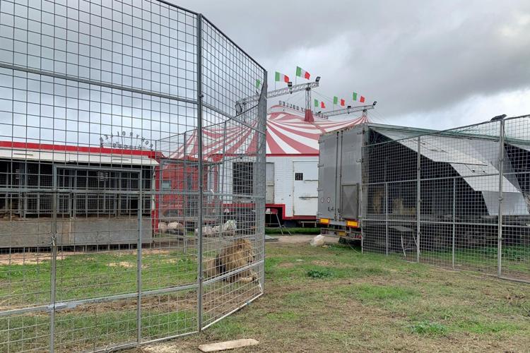 Circus lion captured after hours on the loose near Rome, Police